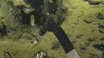 Media type: image;   Invertebrate Zoology 153115 Description: live specimen;